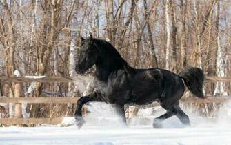 Winter Snow Horse Wallpaper