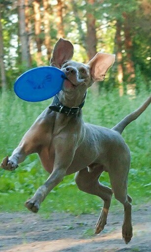 Ingrandisci La Schermata Di Weimaraner HD Live Wallpaper Per Android
