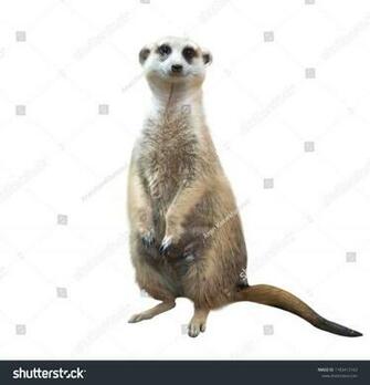 Meerkat Suricata Suricatta Isolated On White