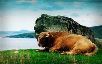Bison Wallpaper HD Full Pictures