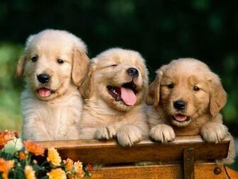 Cute Golden Retriever Puppies Wallpapercercueilscarton