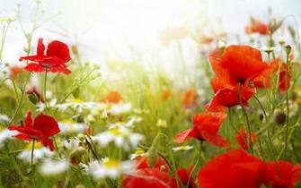 Colorful Poppy Flowers Wallpaper