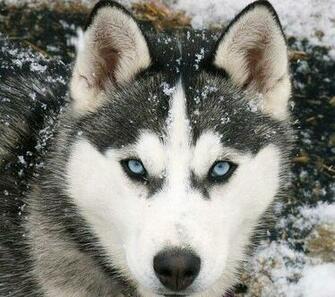 Siberian Husky Cool Wallpaper