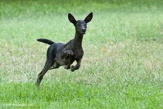 The Black Fawn Wallpaper Walltor