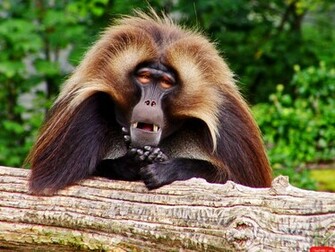 Monkey Wallpaper HD