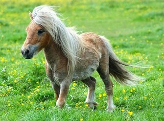 Cute Pony Photos My10online