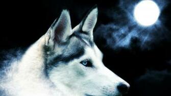 Wolf HD Wallpaper 1080p Desktop Background