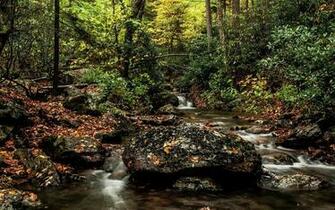 Wallpaper Forest Stream Nature Rock Tree Picsfab