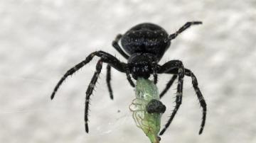 Wallpaper Black Spider Insect UHD 5k Picture Image