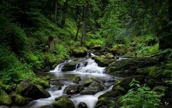 Black Forest River Iii By Nyclaudiotesta