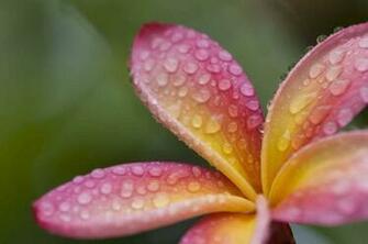 Pink Plumeria Frangipani With Dew Raindrops On It Hawaii Hq Wallpaper