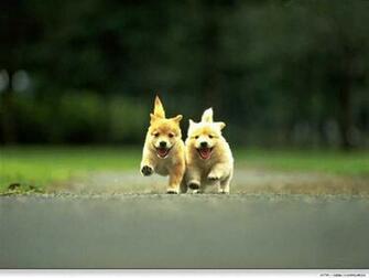 Wallpaper Cute Dogs And Puppies