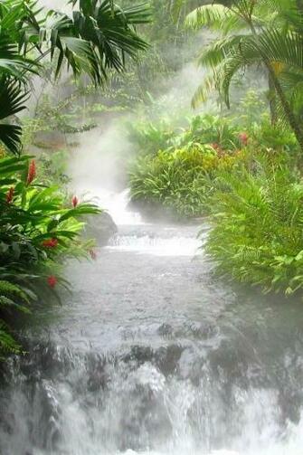 Jungle iPhone HD Wallpaper
