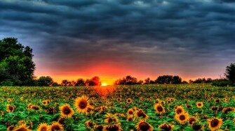 Sunflowers Galore Computer Wallpaper Desktop Background