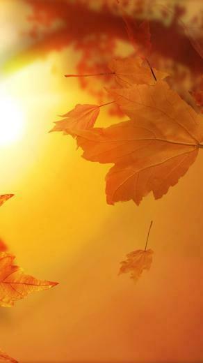 Fall iPhone Wallpaper