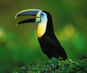 Toucan Wallpaper