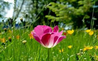 Dream Spring Flowers Wallpaper HD