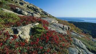 Blueberry Foliage Acadia National Park Maine