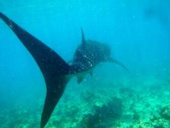 Underwater HD Wallpaper Scuba Diving Res