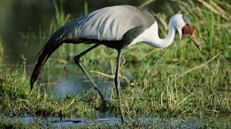 Stork Wallpaper