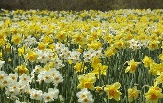Wallpaper Daffodils Plantation Spring Flowers