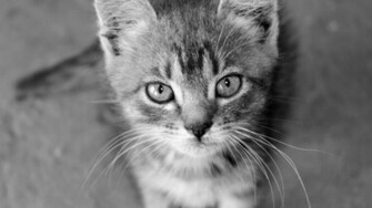 Black And White Cats Animals Kittens Baby Wallpaper