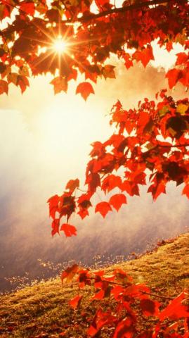 Best Fall iPhone Wallpaper HD