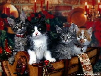 My Top Collection Christmas Cat Wallpaper