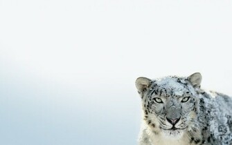 This Wallpaper Use