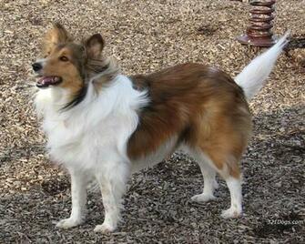 The Shetland Sheepdog Puppy A Guide To Sheltie Pups Bringing
