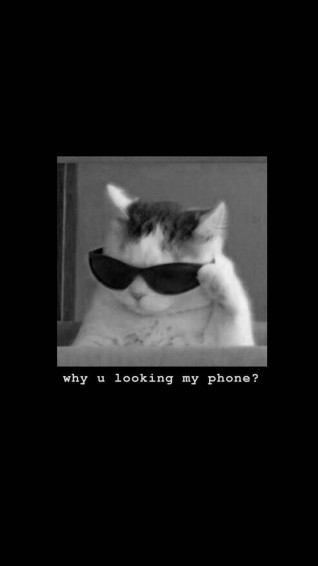Cat Meme Wallpaper