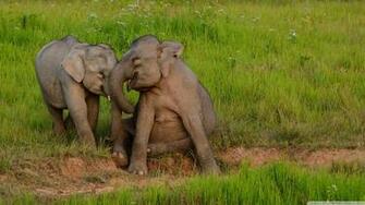 Baby Elephant Wallpaper