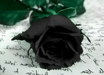 Black Rose Wallpaper