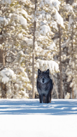 Wolf Phone Wallpaper