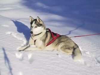 Siberian Husky Winter Dog Wallpaper Normal The Best