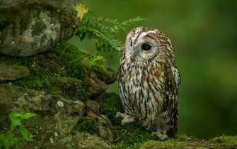 Macro Little Owl Wallpaper Wallpaperlepi