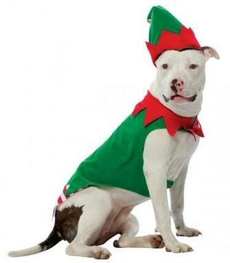 Cat Christmas Wallpaper Cutest Pet Labrador Dog
