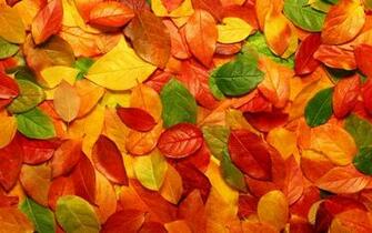Desktop Wallpaper Fall Leaves In HD