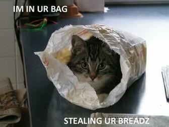 Funny Cat Widescreen Wallpaper