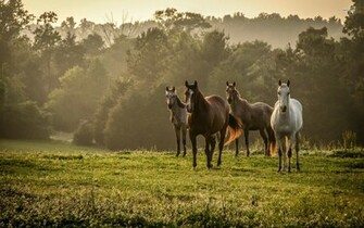 Wild Horses Wallpaper Animal