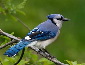 Blue Jays HD Wallpaper