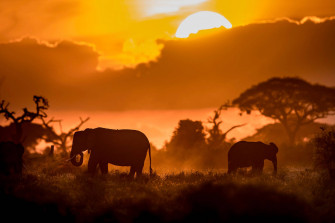 Top 4k Elephant Wallpaper Full HD To Use