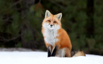 Cute Fox Background Wallpaper
