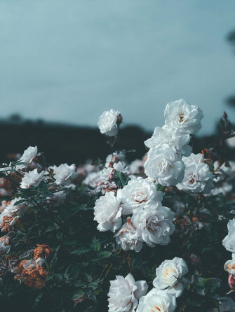 Captivating Aesthetic Rose Background Wallpaper