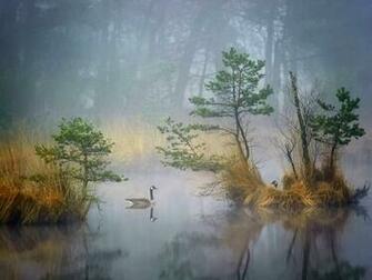 Canada Geese Wallpaper