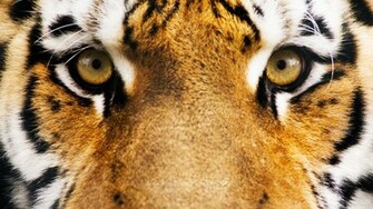 Wallpaper Tiger Face Eyes Eye To Holiday Photo On The