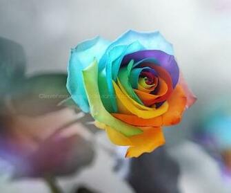 Rainbow Rose Wallpaper