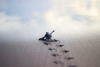 Baby Turtle Running To The Safety Of Sea Shore Pics
