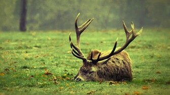 Sleeping Moose Choice Wallpaper