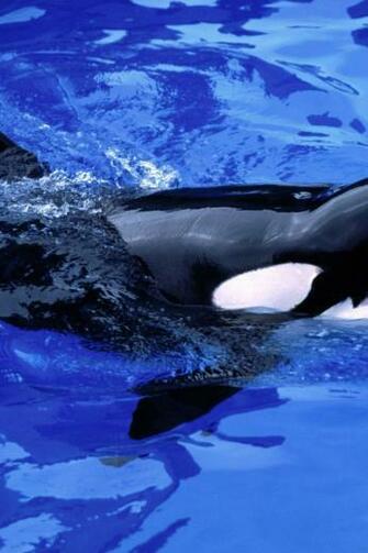 Feed Mel Killer Whale iPhone Wallpaper